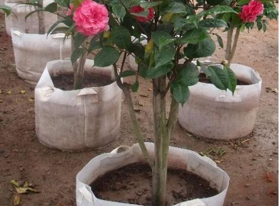 茶花如何养(新手必看)，5大步骤教你养出一树茶花