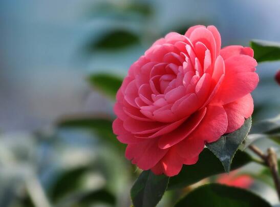 茶花如何养(新手必看)，5大步骤教你养出一树茶花