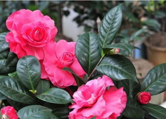 茶花如何养(新手必看)，5大步骤教你养出一树茶花