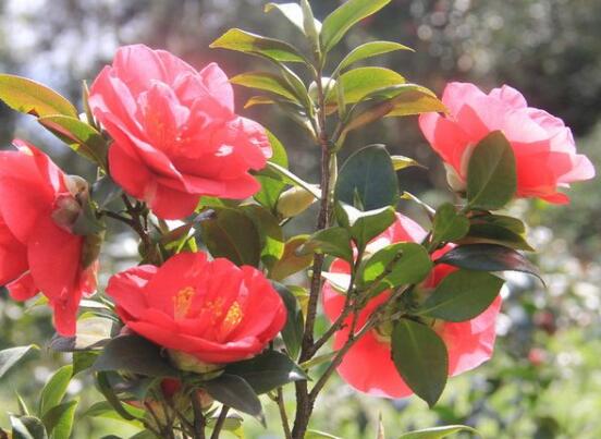 茶花如何养(新手必看)，5大步骤教你养出一树茶花