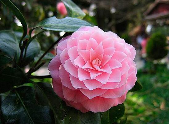 茶花如何养(新手必看)，5大步骤教你养出一树茶花