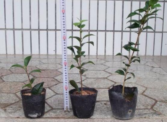 茶花如何养(新手必看)，5大步骤教你养出一树茶花