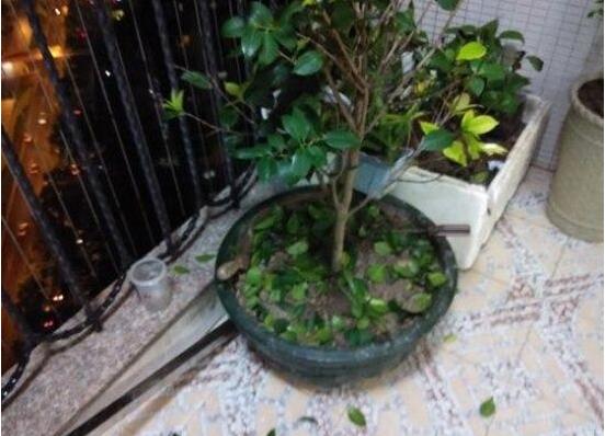 茶花如何养(新手必看)，5大步骤教你养出一树茶花