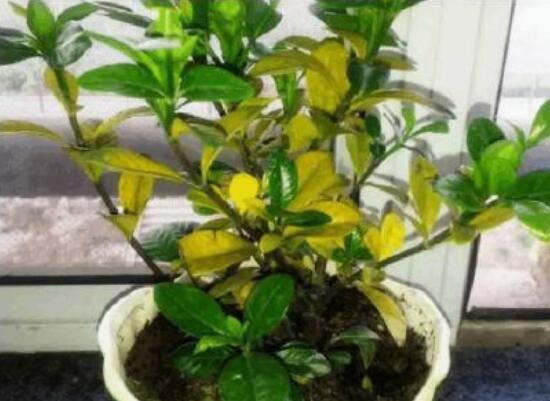 茶花如何养(新手必看)，5大步骤教你养出一树茶花