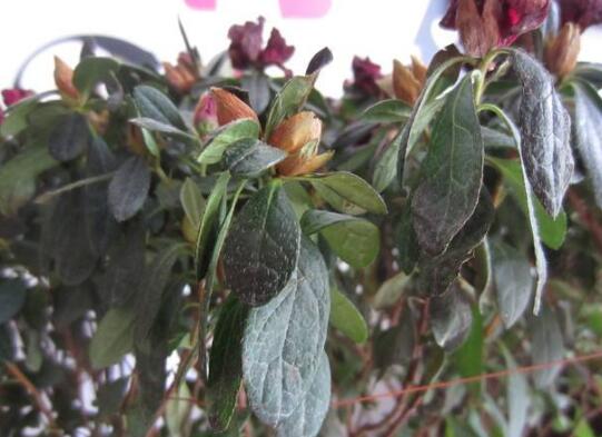 茶花掉叶子的补救办法,四个小窍门让茶花恢复健康