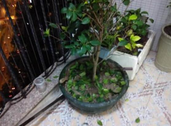 茶花掉叶子的补救办法,四个小窍门让茶花恢复健康