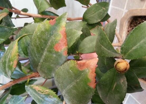 茶花掉叶子的补救办法,四个小窍门让茶花恢复健康