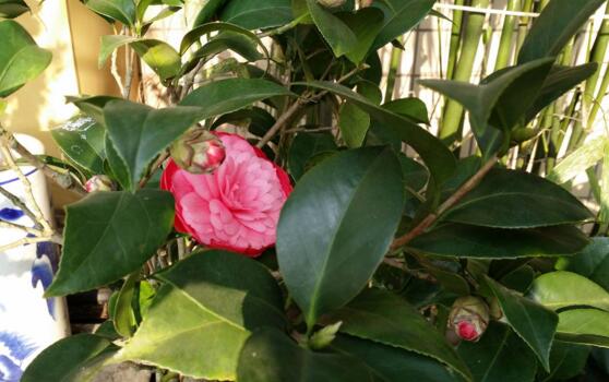 茶花掉叶子的补救办法,四个小窍门让茶花恢复健康