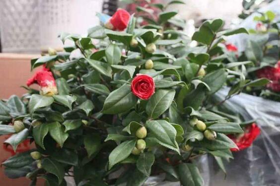 茶花掉叶子的补救办法,四个小窍门让茶花恢复健康