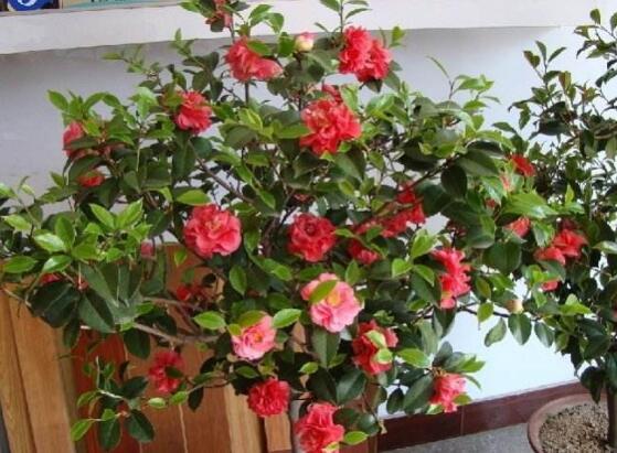 茶花掉叶子的补救办法,四个小窍门让茶花恢复健康