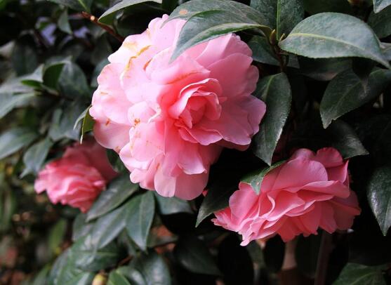 茶花扦插生根最快办法，2个妙招让茶花生根速度翻倍