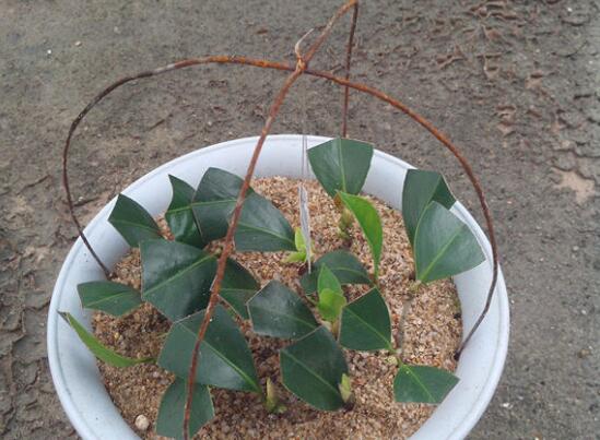 茶花扦插生根最快办法，2个妙招让茶花生根速度翻倍