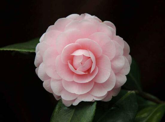 茶花扦插生根最快办法，2个妙招让茶花生根速度翻倍