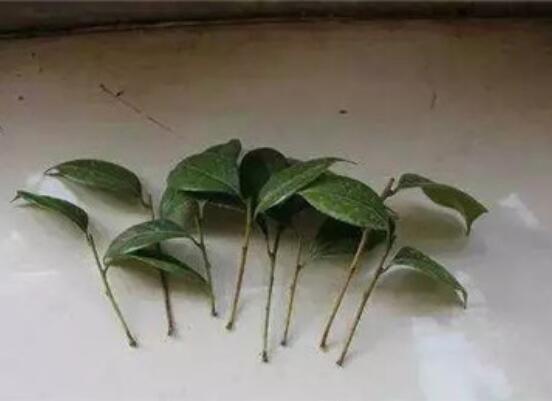 茶花扦插生根最快办法，2个妙招让茶花生根速度翻倍