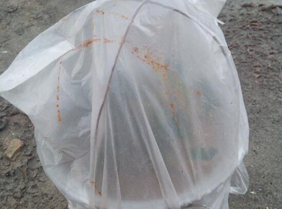 茶花扦插生根最快办法，2个妙招让茶花生根速度翻倍