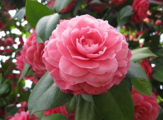 茶花扦插生根最快办法，2个妙招让茶花生根速度翻倍