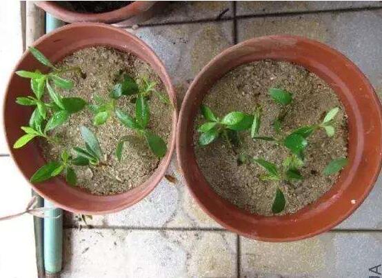 茶花扦插生根最快办法，2个妙招让茶花生根速度翻倍