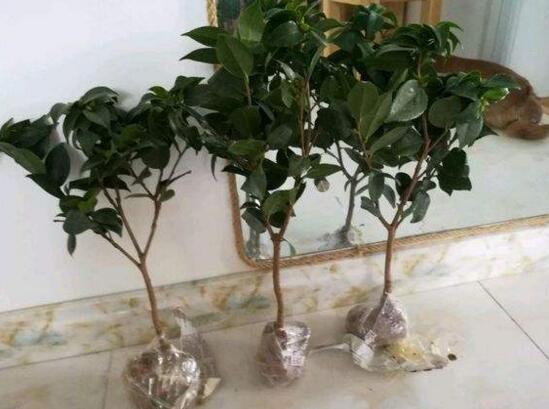 刚买的茶花如何处理，新买茶花处理上盆的办法