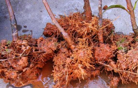 刚买的茶花如何处理，新买茶花处理上盆的办法