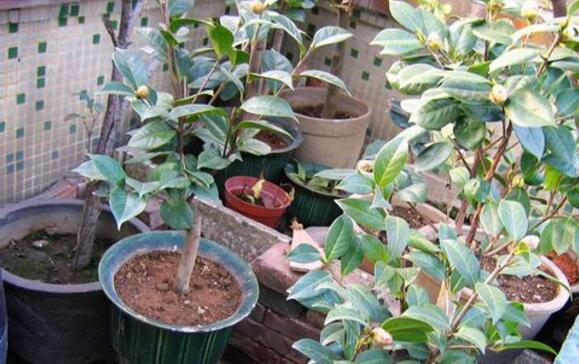 刚买的茶花如何处理，新买茶花处理上盆的办法