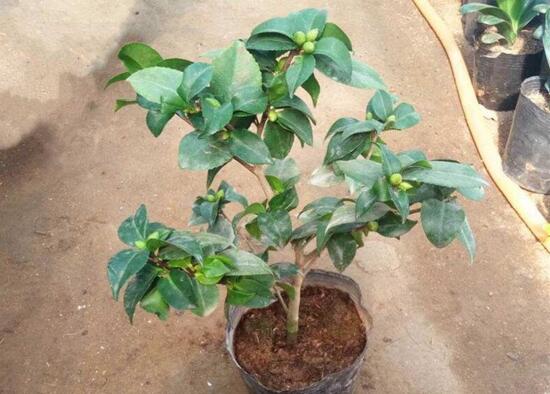 刚买的茶花如何处理，新买茶花处理上盆的办法
