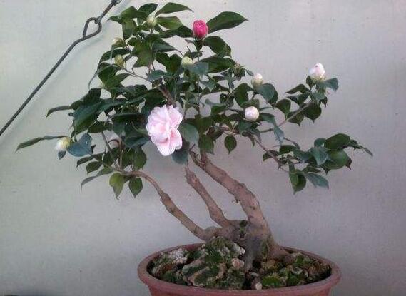 刚买的茶花如何处理，新买茶花处理上盆的办法