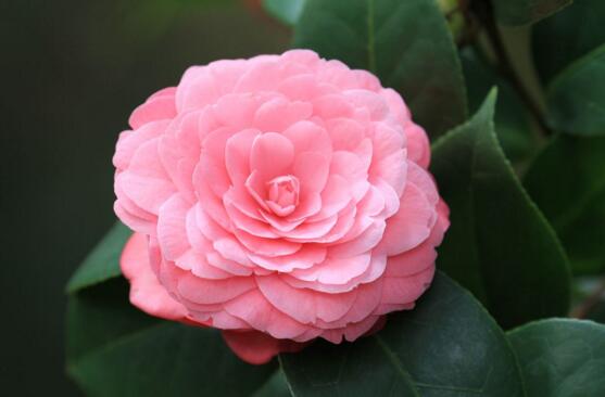 家里为何不能养茶花,家里养茶花对主人好吗