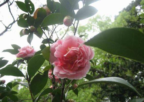 家里为何不能养茶花,家里养茶花对主人好吗