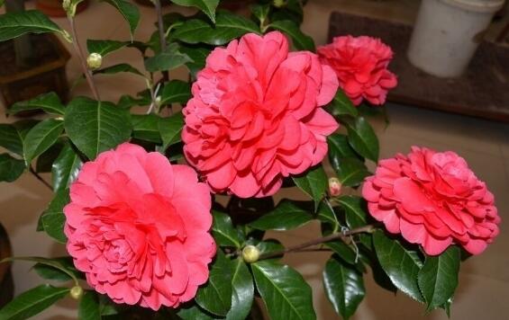 家里为何不能养茶花,家里养茶花对主人好吗