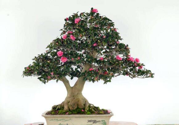 家里为何不能养茶花,家里养茶花对主人好吗