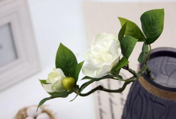 家里为何不能养茶花,家里养茶花对主人好吗