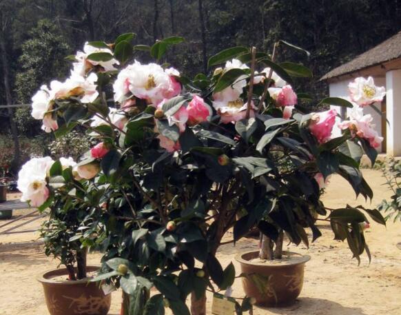 家里为何不能养茶花,家里养茶花对主人好吗