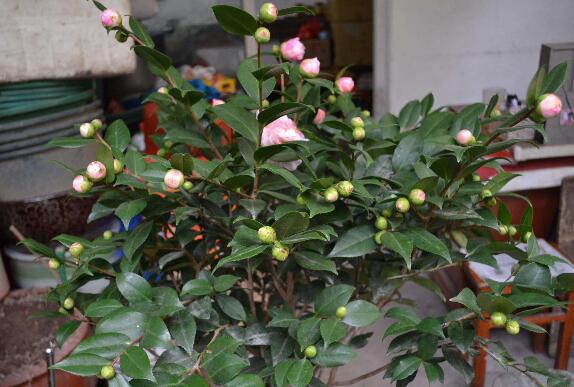 家里为何不能养茶花,家里养茶花对主人好吗