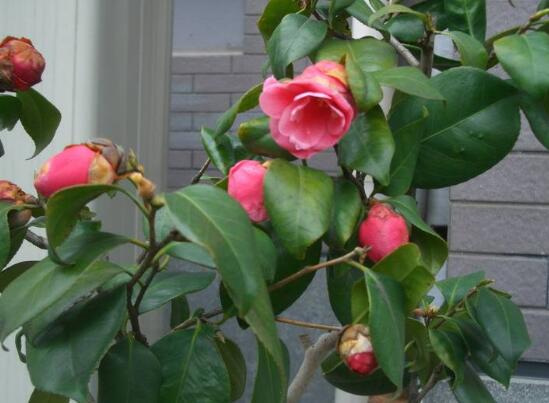 家里为何不能养茶花,家里养茶花对主人好吗