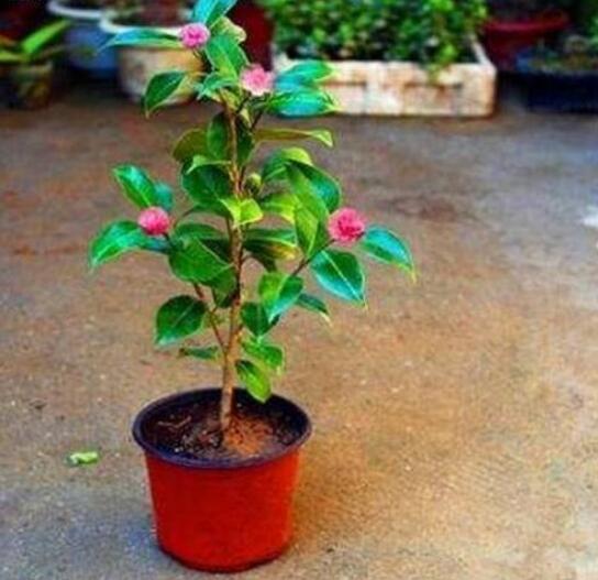 家里为何不能养茶花,家里养茶花对主人好吗