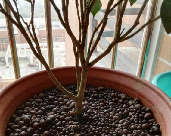 家里为何不能养茶花,家里养茶花对主人好吗