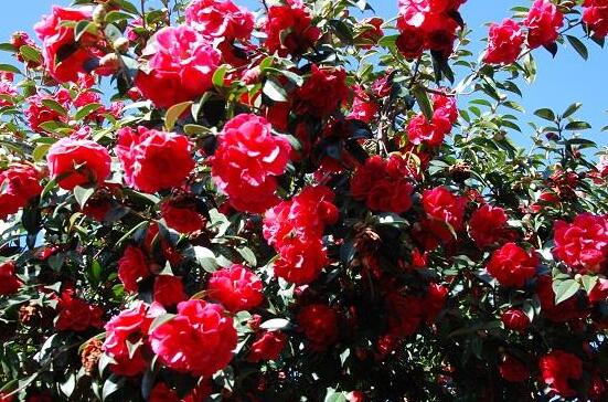 茶花的风水寓意是什么,放在家中能聚气旺财