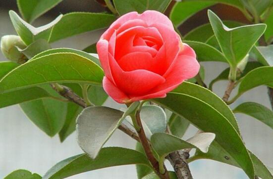 茶花的风水寓意是什么,放在家中能聚气旺财