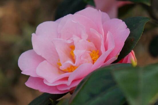 茶花的风水寓意是什么,放在家中能聚气旺财