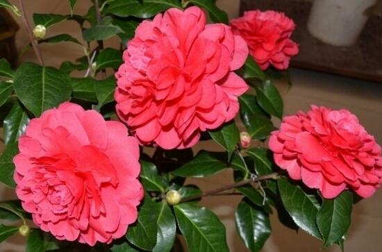 茶花的风水寓意是什么,放在家中能聚气旺财