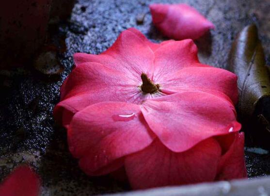 茶花为何叫断头花,关于断头花的说法(整个花朵全掉下)