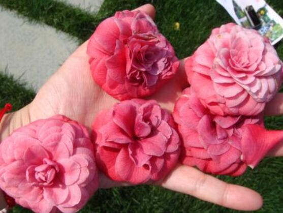 茶花为何叫断头花,关于断头花的说法(整个花朵全掉下)