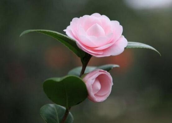 茶花为何叫断头花,关于断头花的说法(整个花朵全掉下)