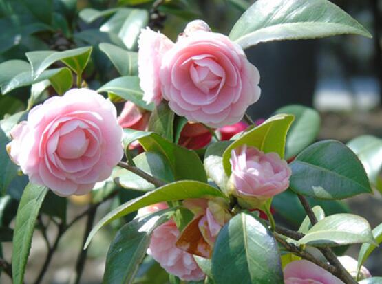 茶花为何叫断头花,关于断头花的说法(整个花朵全掉下)