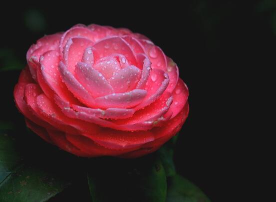 茶花为何叫断头花,关于断头花的说法(整个花朵全掉下)