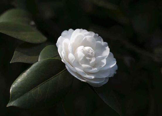 茶花为何叫断头花,关于断头花的说法(整个花朵全掉下)