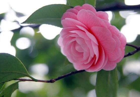 茶花为何叫断头花,关于断头花的说法(整个花朵全掉下)