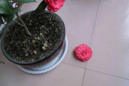 茶花叫断头花有禁忌吗,没有禁忌/养家里还能招财生旺