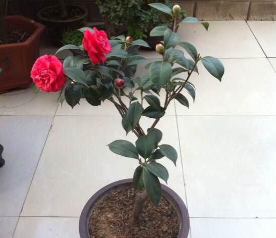 茶花叫断头花有禁忌吗,没有禁忌/养家里还能招财生旺