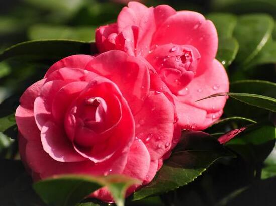 茶花叫断头花有禁忌吗,没有禁忌/养家里还能招财生旺